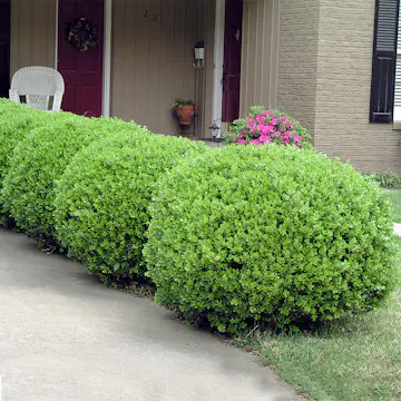 Buske Omnia Garden Buxbom Buxus Microphylla Faulkner 15-20 cm