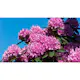 Rhododendron Omnia Garden Roseum Elegans