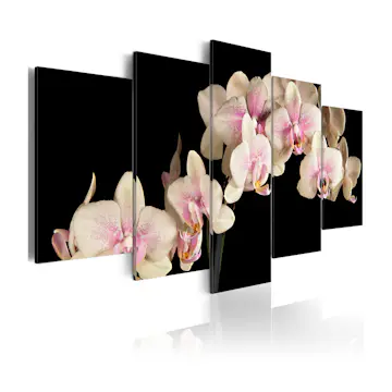 Tavla Arkiio An Orchid On A Contrasting Background