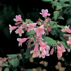 Paradisbuske Omnia Garden Solitär Prydnadsbuske Rosa Blomning 125-150 cm