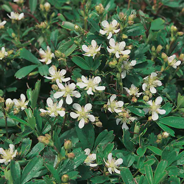 Perenn Omnia Garden Tretandsfingerört Nuuk