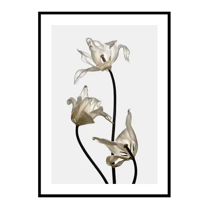 Poster Gallerix Tulips