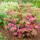 Rhododendron Azalea Omnia Garden Kermesina 20-25 cm