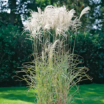 Prydnadsgräs Glansmiskantus Omnia Garden Japanskt Gräs Silberfeder