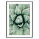Poster Gallerix Agave Close Up No1