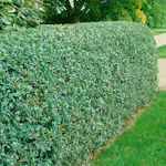 Häck Omnia Garden Vinterliguster Liga 30-50 cm