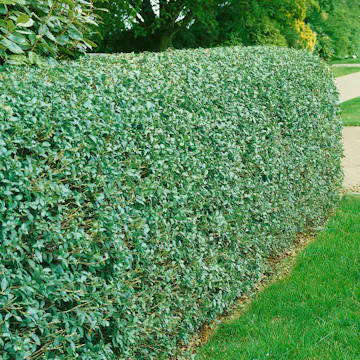 Häck Omnia Garden Vinterliguster Liga 30-50 cm