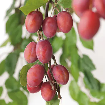 Plommonträd Omnia Garden Victoria Mini