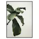 Poster Gallerix Botanical Leaves