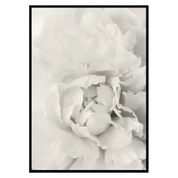 Poster Gallerix White Rose No1