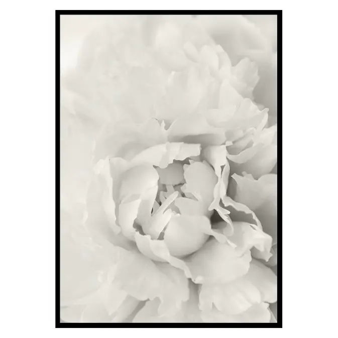 Poster Gallerix White Rose No1