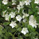 Vintergröna Omnia Garden Alba