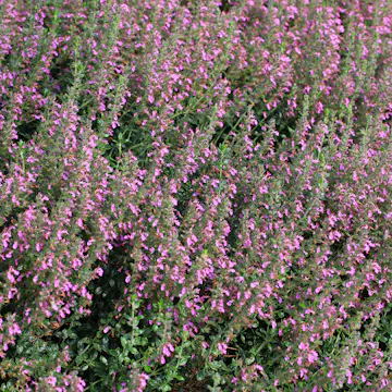 Prydnadsperenn Omnia Garden Gamander