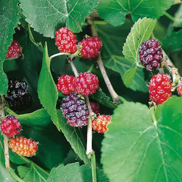 Träd Svart Mullbär Omnia Garden 40-60 cm