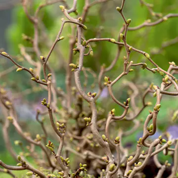 Prydnadsbuske Omnia Garden Ormhassel Scooter