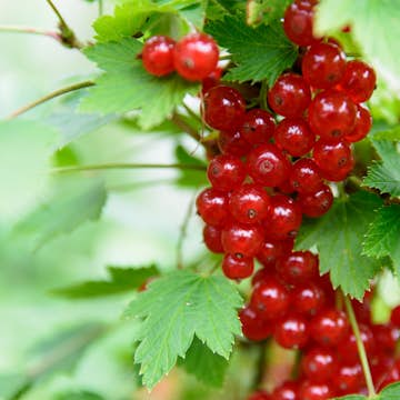 Buske Röda Vinbär Omnia Garden Rolan