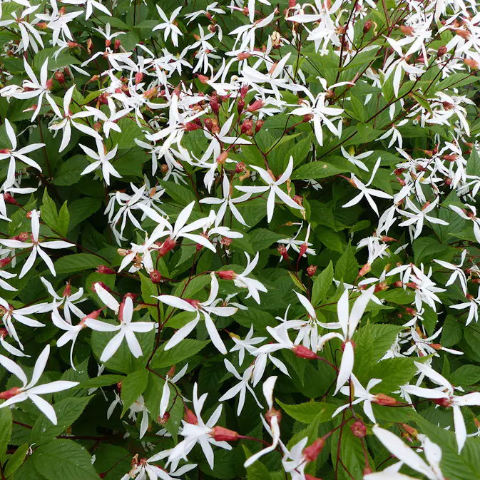 Prydnadsperenn Omnia Garden Gillenia Trebladspira
