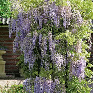 Klätterväxt Blåregn Omnia Garden Kinesiskt Sinensis 50-80 cm