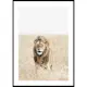 Poster Gallerix Lion On The Savannah