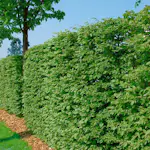 Bok Omnia Garden 125-150 cm