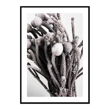 Poster Gallerix Dried Silver Brunia