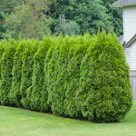 Häck Omnia Garden Häcktuja 50-80 cm