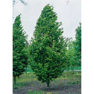 Avenbok Omnia Garden Carpinus Betulus Frans Fontaine Högstam