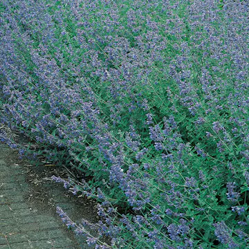 Perenn Omnia Garden Kantnepeta Six Hills Giant