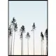 Poster Gallerix Tall Trees At Dusk