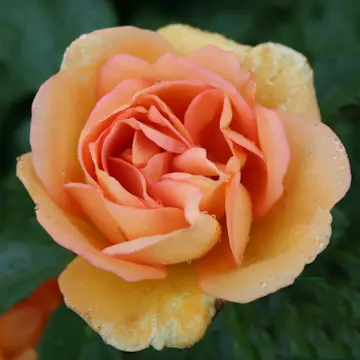 Storblommig Buskros Omnia Garden Maigold