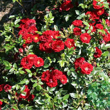 Ros Omnia Garden Marktäckande Peter Pan