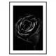 Poster Gallerix Black Rose