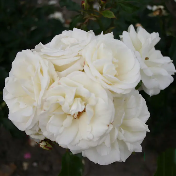 Flerblommig Rabattros Omnia Garden La Paloma