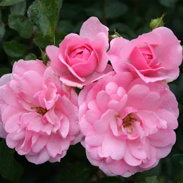 Storblommig Klätterros Omnia Garden Climbing Bonica