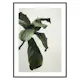Poster Gallerix Botanical Leaves