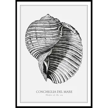 Poster Gallerix Conchiglia Del Mare