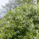 Prydnadsbuske Hägg Omnia Garden 100-125cm