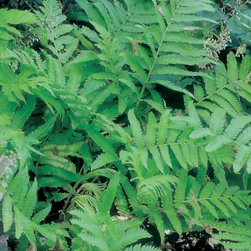 Prydnadsgräs Omnia Garden Japansk Strutbräken