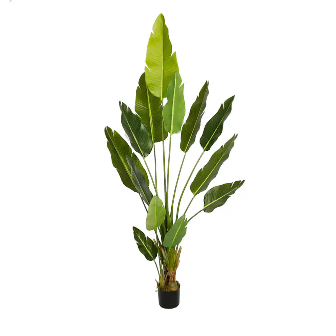 Konstväxt Lykke Bird of Paradise