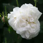 Storblommig Buskros Omnia Garden Madame Plantier