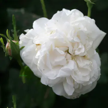 Storblommig Buskros Omnia Garden Madame Plantier