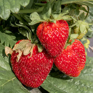 Jordgubbe Omnia Garden Fragaria Ananassa Honeoye