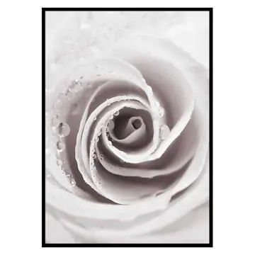 Poster Gallerix Bright Pink Rose No1