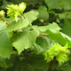 Buske Hassel Omnia Garden 150-200cm