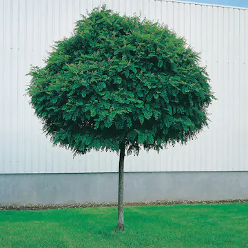 Prydnadsträd Omnia Garden Klotrobinia Umbraculifera 100-120 cm