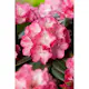 Rhododendron Omnia Garden Fantastica 25-30 cm
