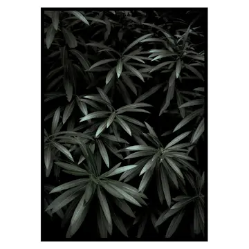Poster Gallerix Dark Green No1