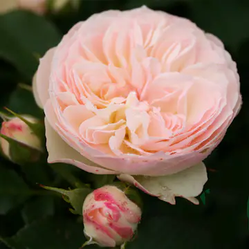 Flerblommig Rabattros Omnia Garden Pastella