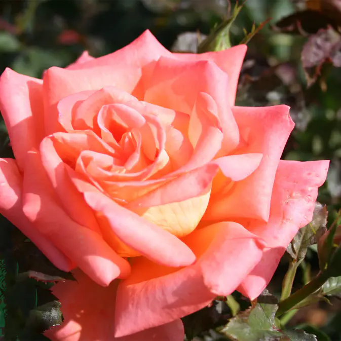 Storblommig Rabattros Omnia Garden Victor Borge