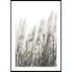 Poster Gallerix Wild Grass Tall